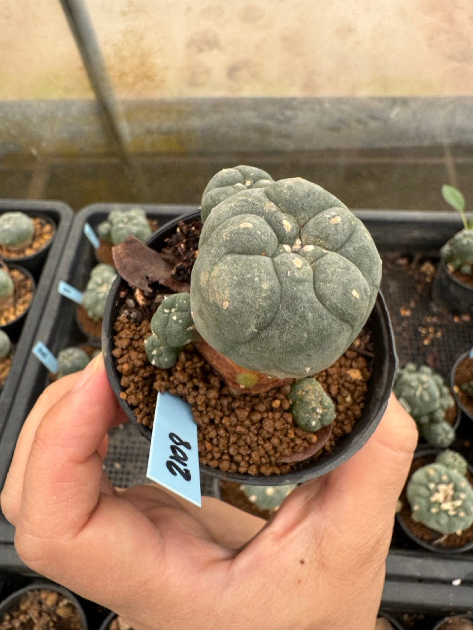 Lophophora williamsii – Peyote Cactus (3-4 cm, Own Root)
