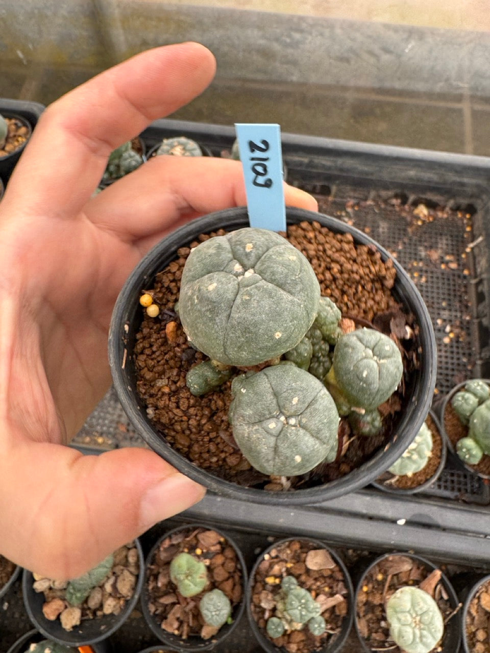 Lophophora williamsii – Peyote Cactus (3-4 cm, Own Root)
