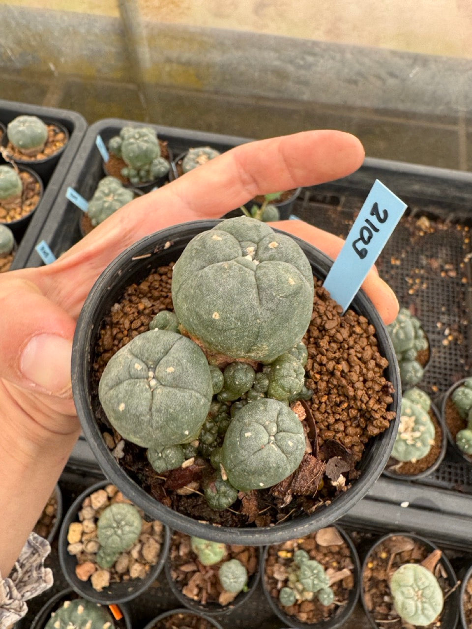 Lophophora williamsii – Peyote Cactus (3-4 cm, Own Root)
