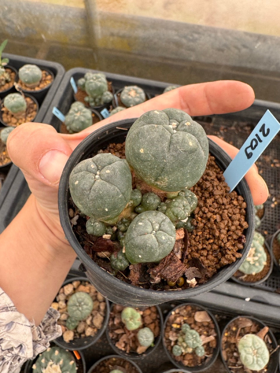 Lophophora williamsii – Peyote Cactus (3-4 cm, Own Root)