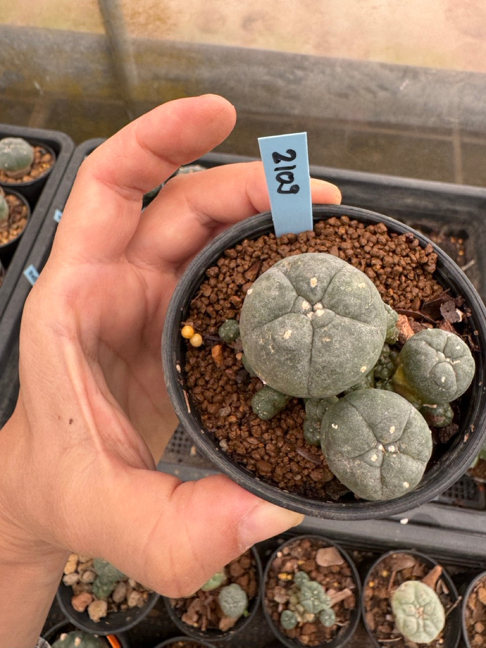 Lophophora williamsii – Peyote Cactus (3-4 cm, Own Root)