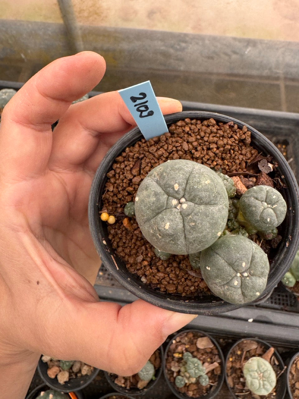 Lophophora williamsii – Peyote Cactus (3-4 cm, Own Root)