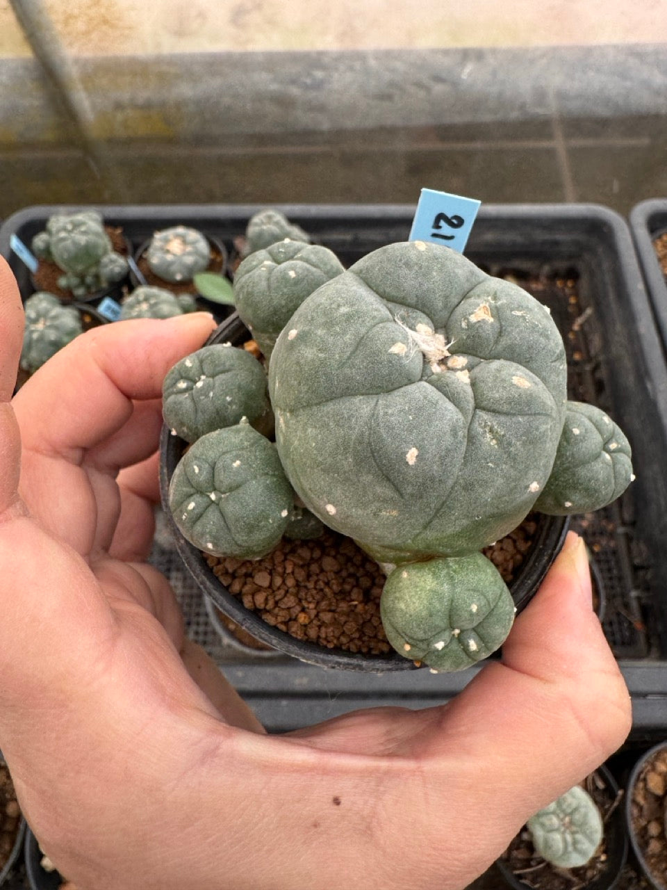 Lophophora williamsii – Peyote Cactus (3-4 cm, Own Root)