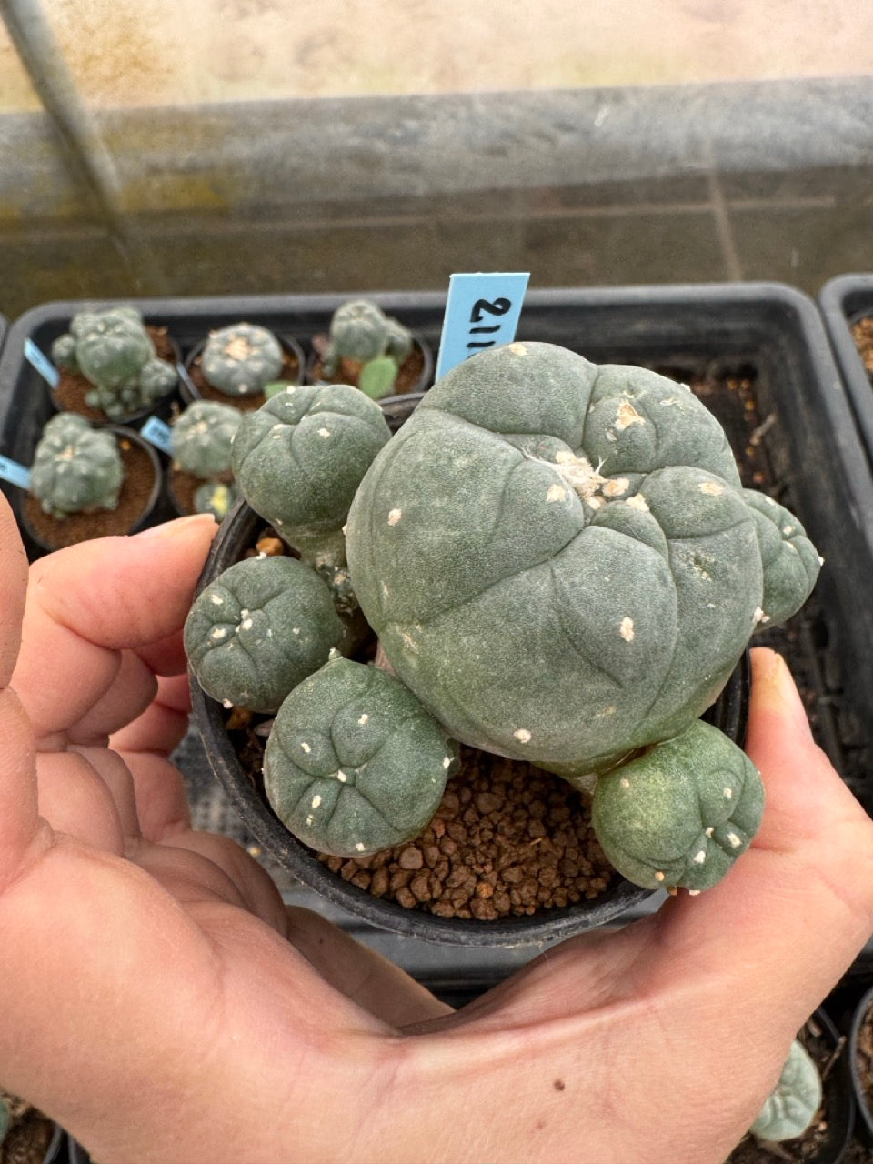 Lophophora williamsii – Peyote Cactus (3-4 cm, Own Root)