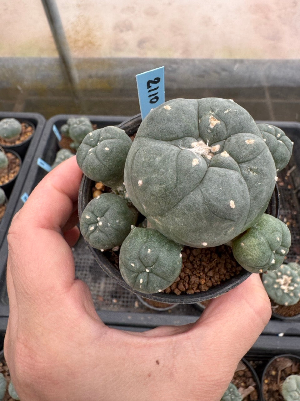 Lophophora williamsii – Peyote Cactus (3-4 cm, Own Root)