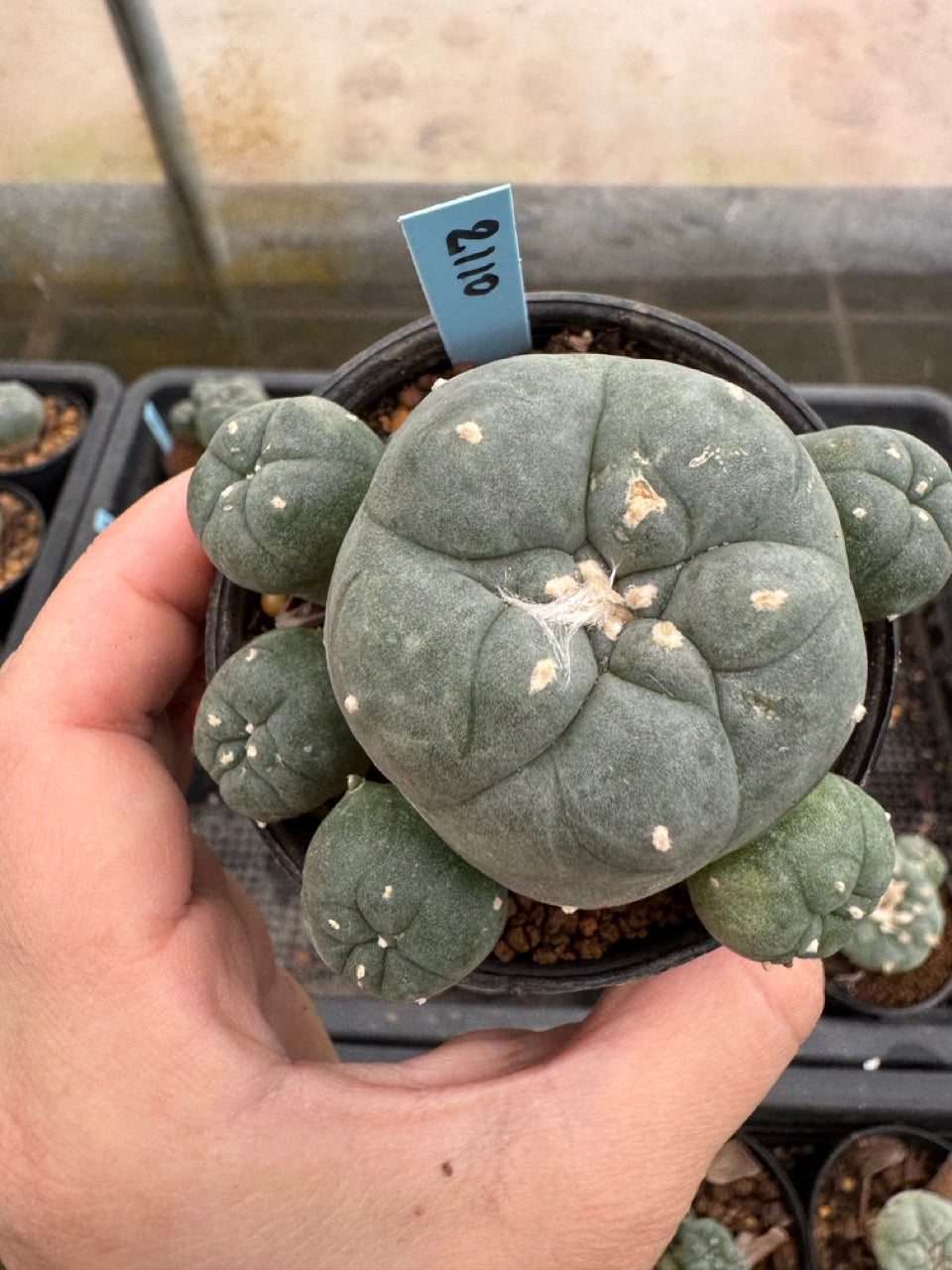 Lophophora williamsii – Peyote Cactus (3-4 cm, Own Root)