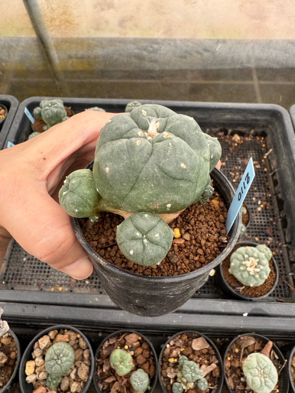 Lophophora williamsii – Peyote Cactus (3-4 cm, Own Root)