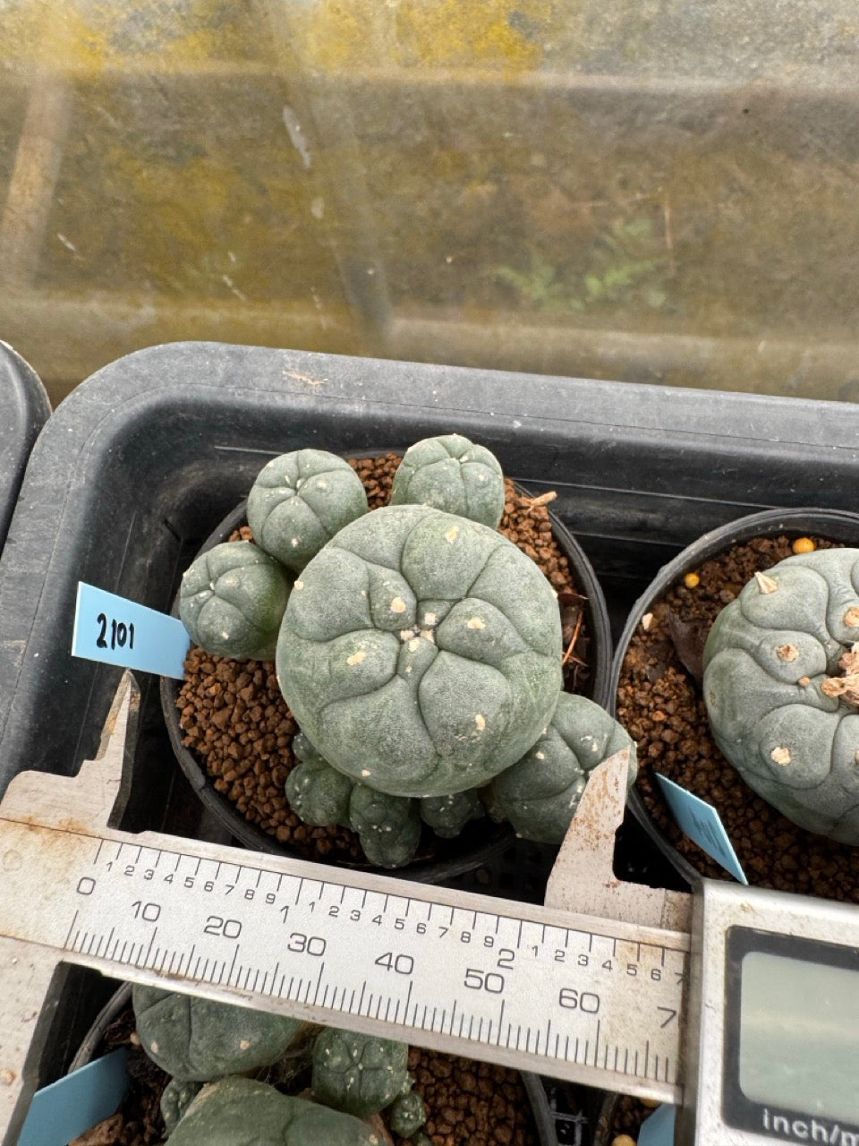Lophophora williamsii – Peyote Cactus (3-4 cm, Own Root)
