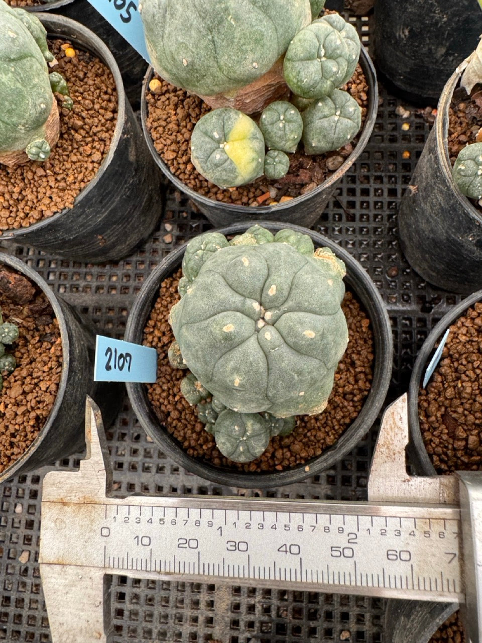 Lophophora williamsii – Peyote Cactus (3-4 cm, Own Root)