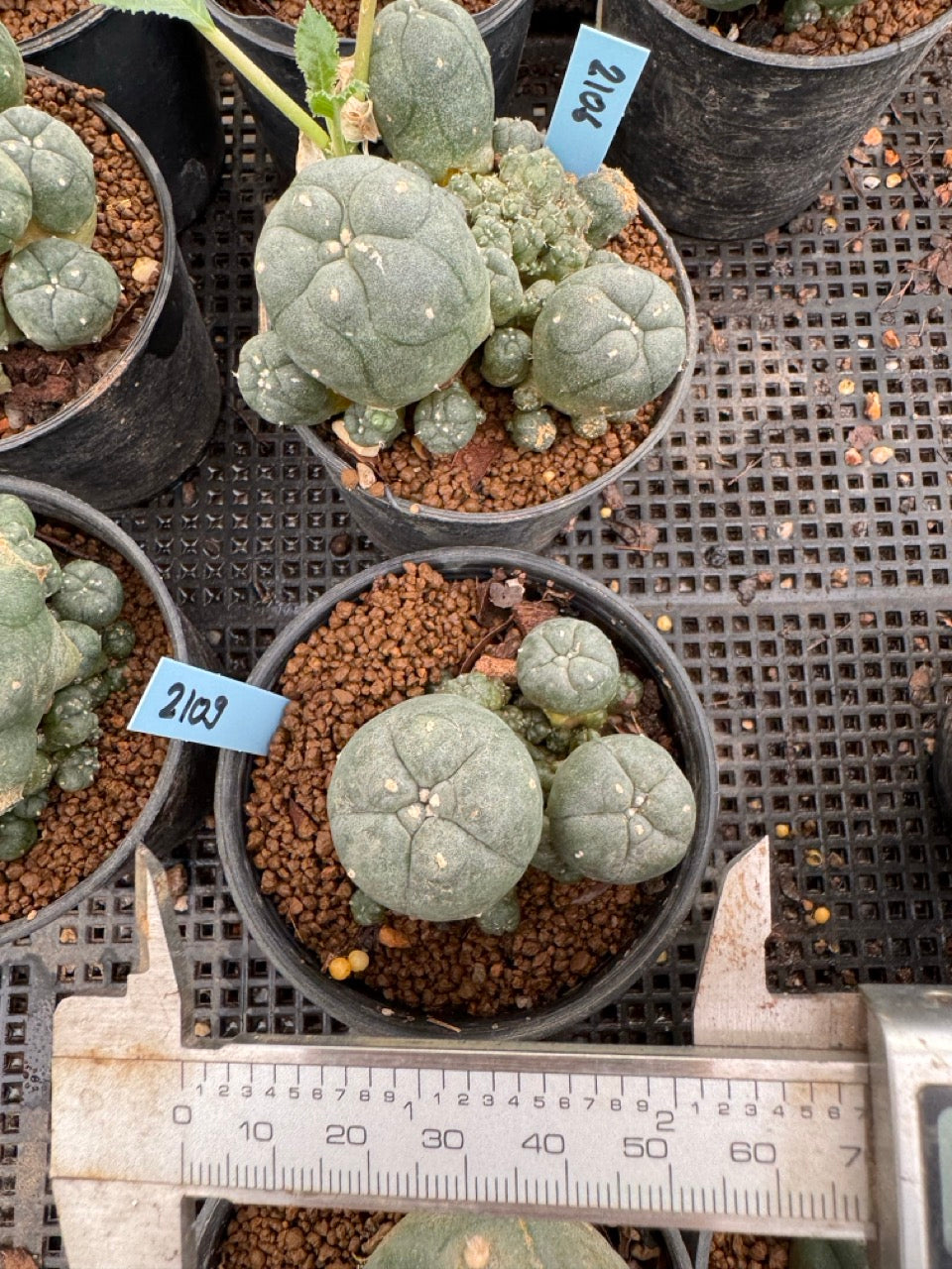 Lophophora williamsii – Peyote Cactus (3-4 cm, Own Root)