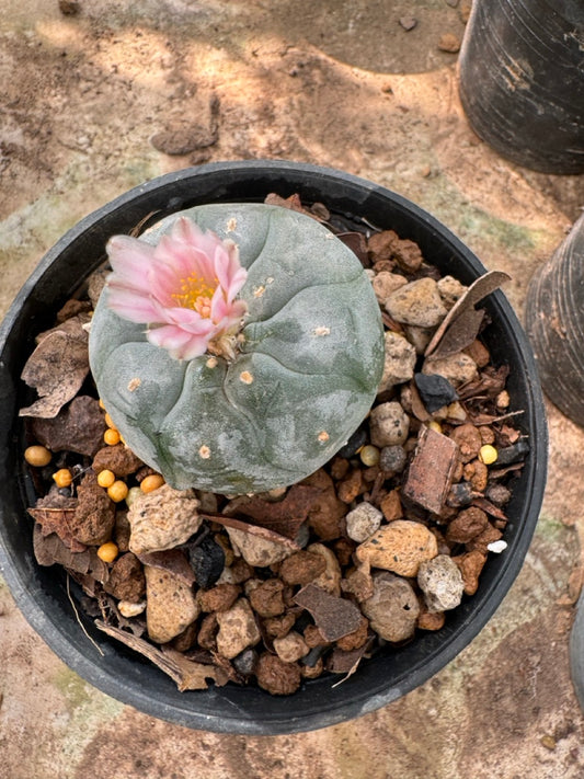 Lophophora williamsii – Peyote Cactus (6–7 cm, Own Root)