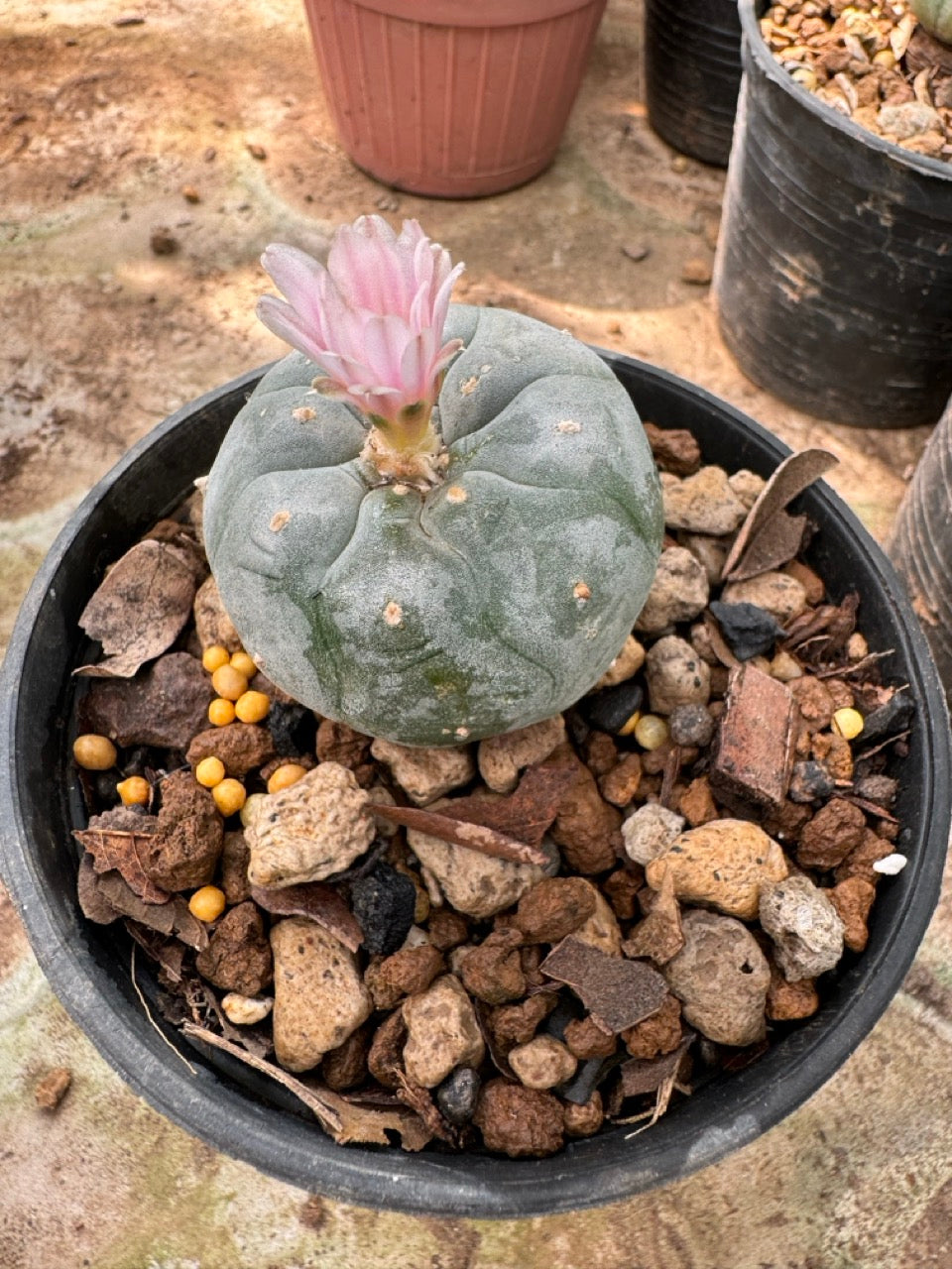Lophophora williamsii – Peyote Cactus (6–7 cm, Own Root)