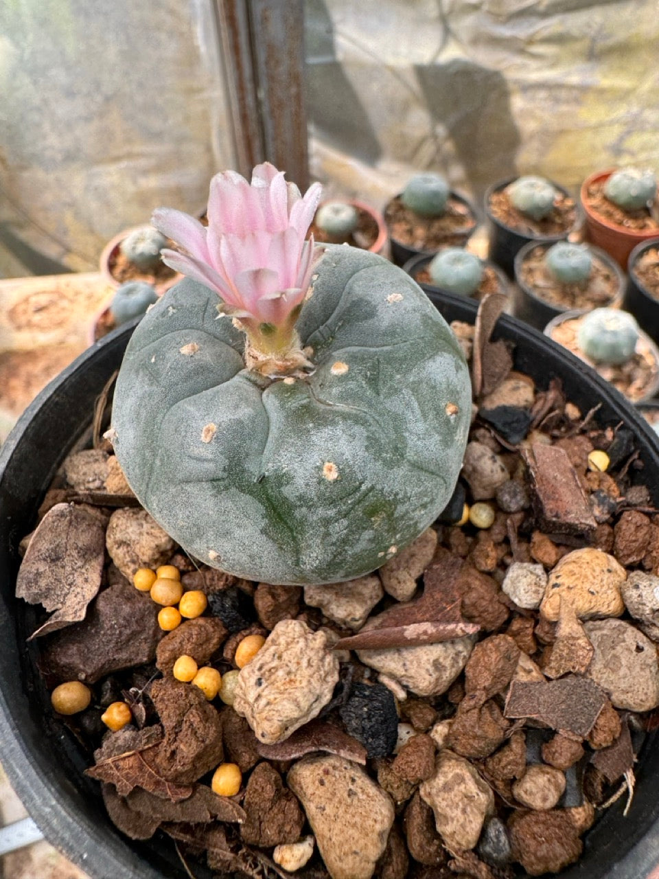 Lophophora williamsii – Peyote Cactus (6–7 cm, Own Root)