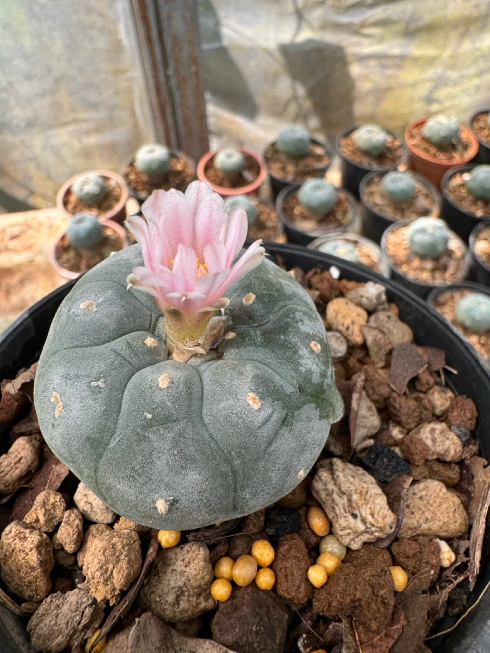 Lophophora williamsii – Peyote Cactus (6–7 cm, Own Root)