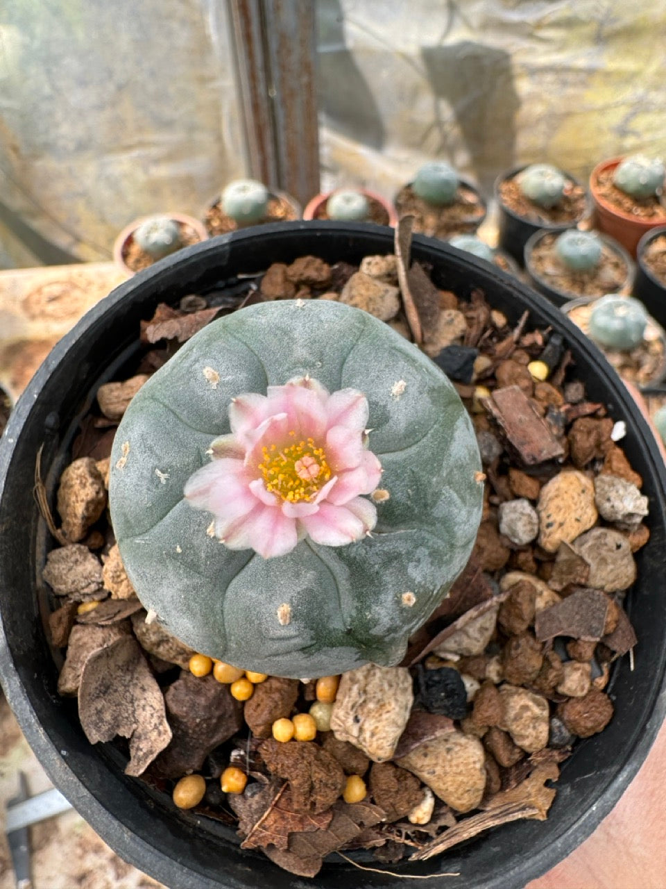 Lophophora williamsii – Peyote Cactus (6–7 cm, Own Root)