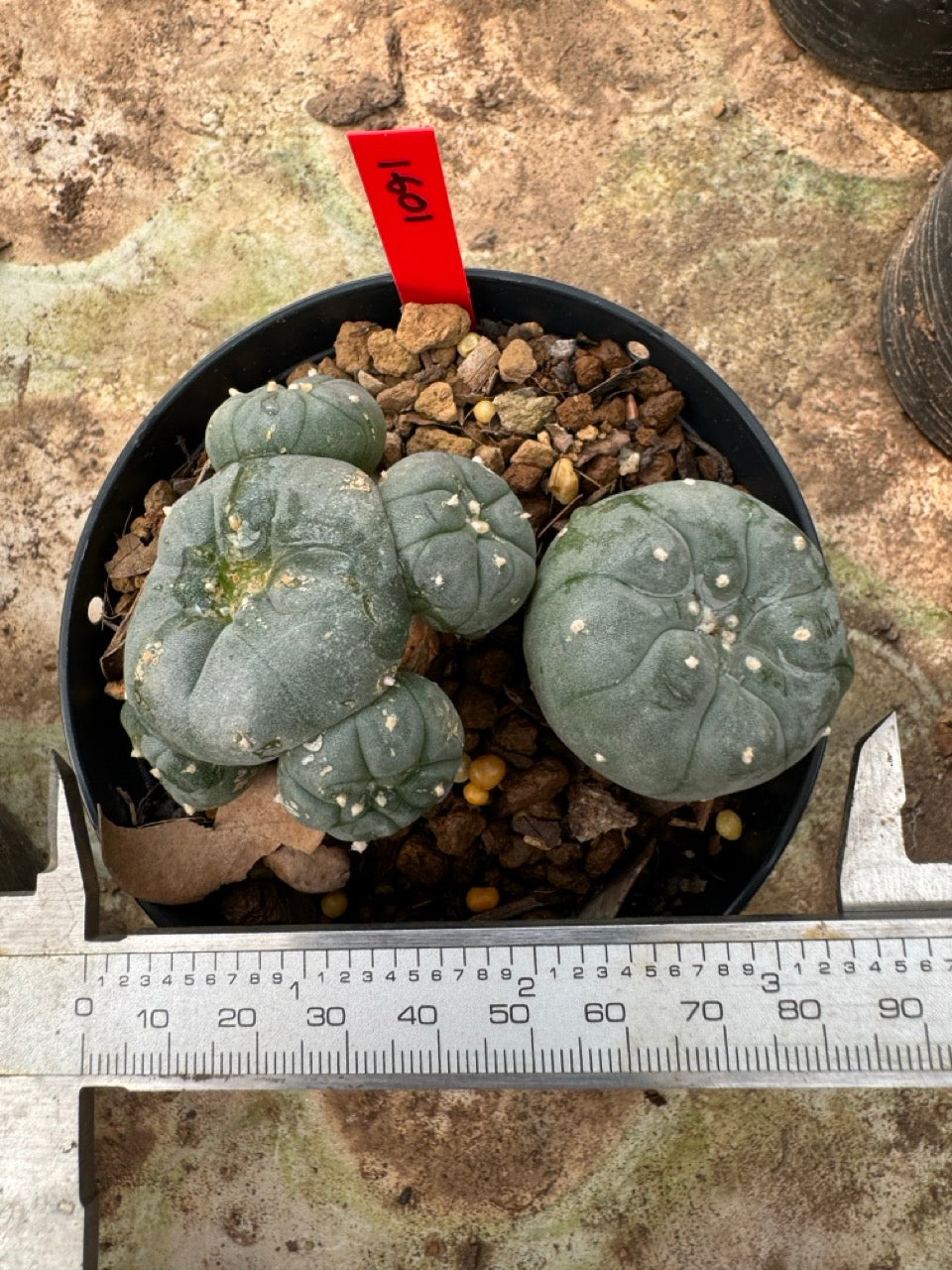 Lophophora williamsii – Peyote Cactus (6–7 cm, Own Root)