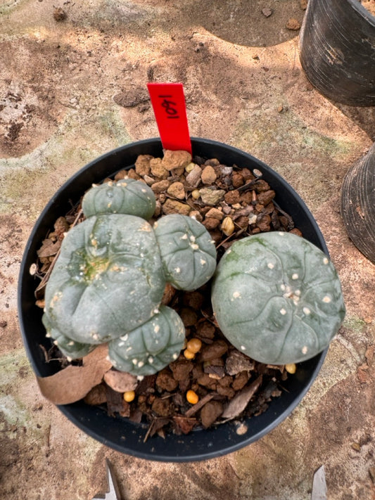 Lophophora williamsii – Peyote Cactus (6–7 cm, Own Root)