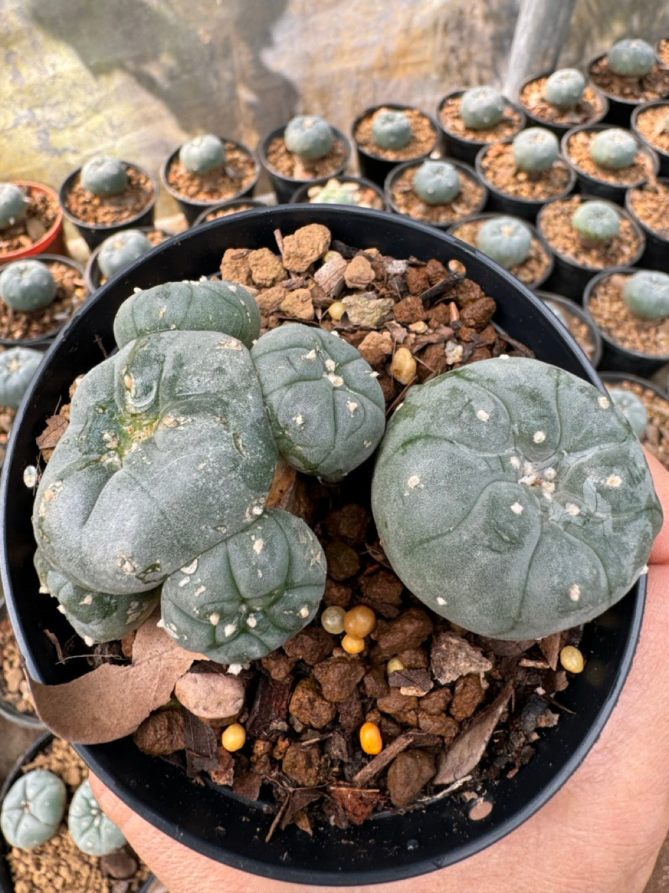 Lophophora williamsii – Peyote Cactus (6–7 cm, Own Root)
