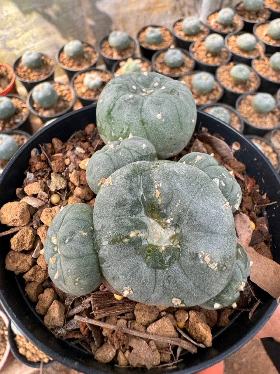 Lophophora williamsii – Peyote Cactus (6–7 cm, Own Root)