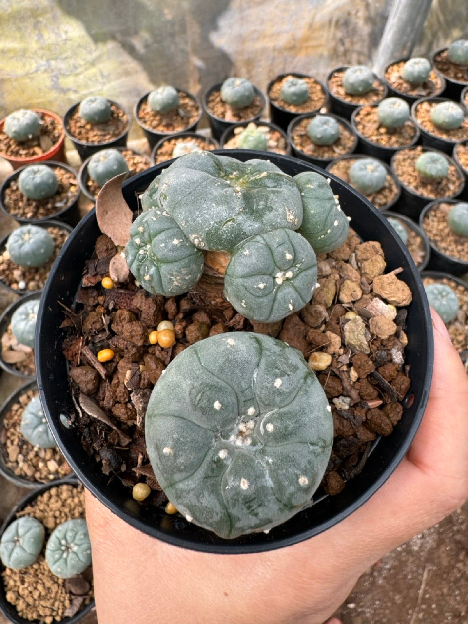 Lophophora williamsii – Peyote Cactus (6–7 cm, Own Root)