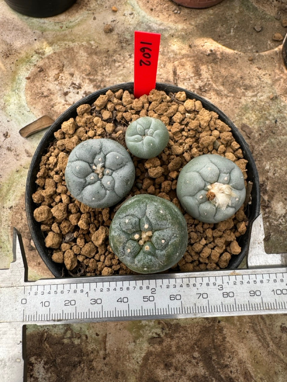 Lophophora williamsii – Peyote Cactus (6–7 cm, Own Root)