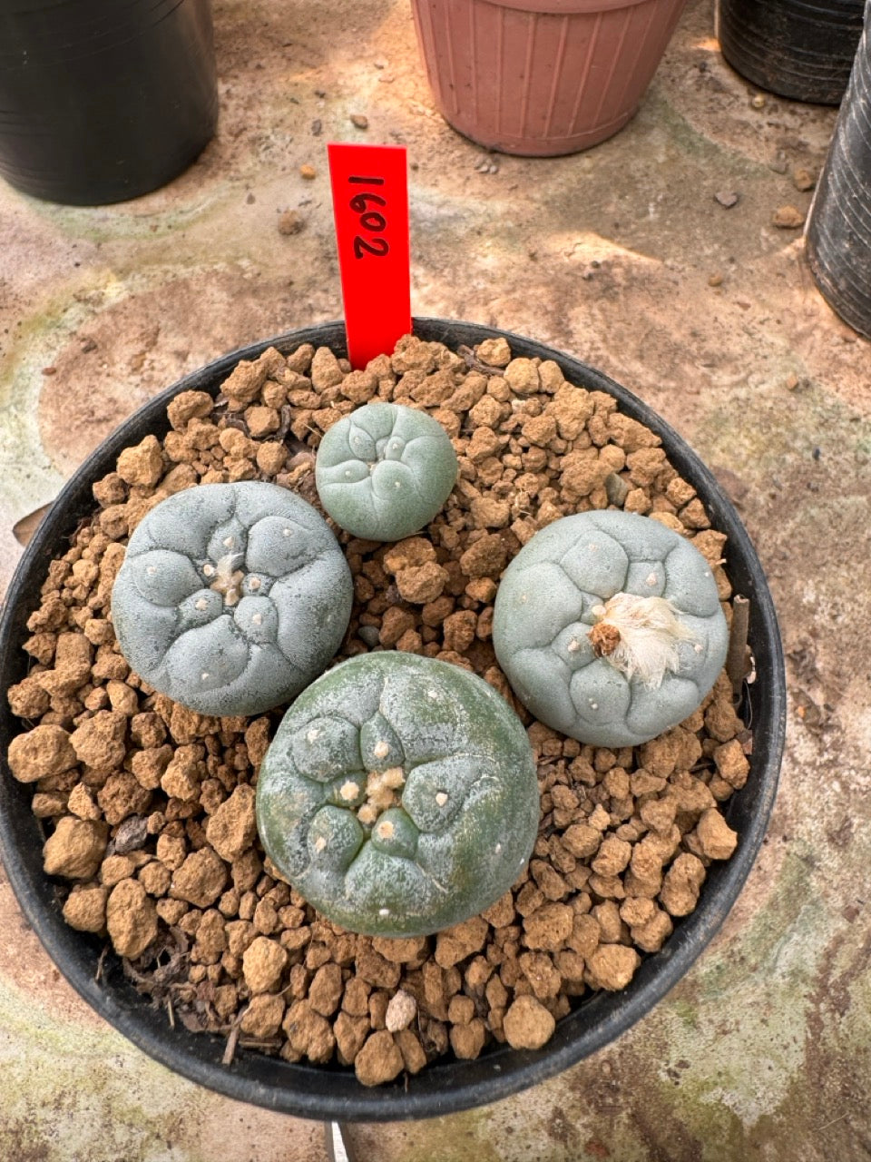Lophophora williamsii – Peyote Cactus (6–7 cm, Own Root)