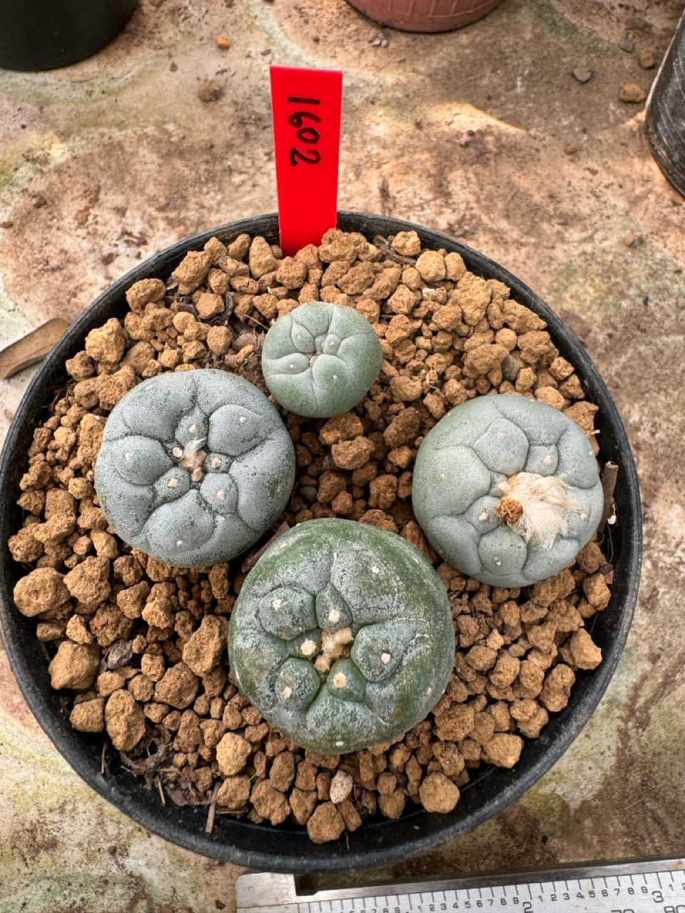 Lophophora williamsii – Peyote Cactus (6–7 cm, Own Root)