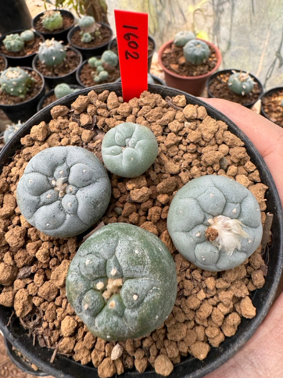 Lophophora williamsii – Peyote Cactus (6–7 cm, Own Root)