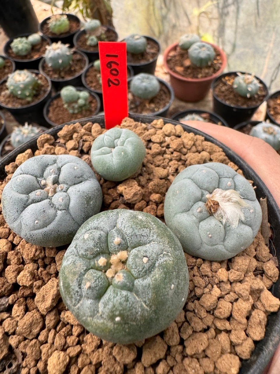 Lophophora williamsii – Peyote Cactus (6–7 cm, Own Root)