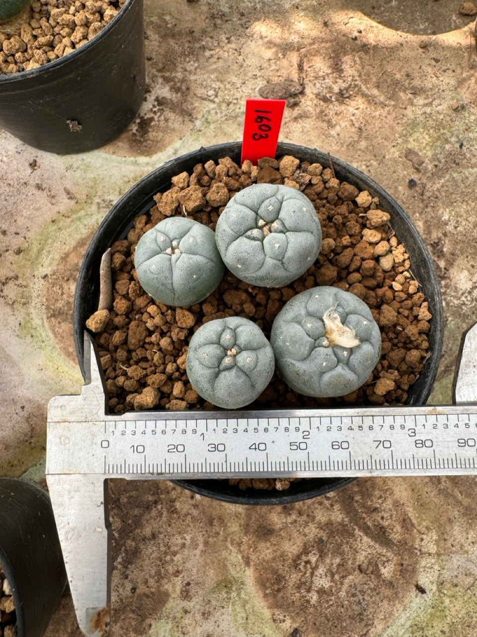 Lophophora williamsii – Peyote Cactus (6–7 cm, Own Root)