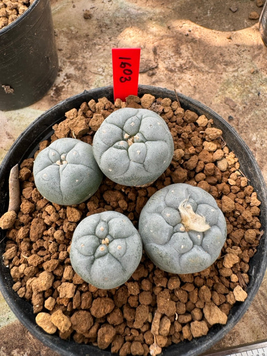 Lophophora williamsii – Peyote Cactus (6–7 cm, Own Root)