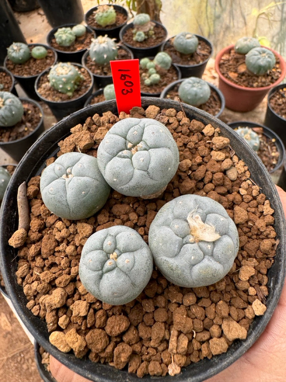 Lophophora williamsii – Peyote Cactus (6–7 cm, Own Root)