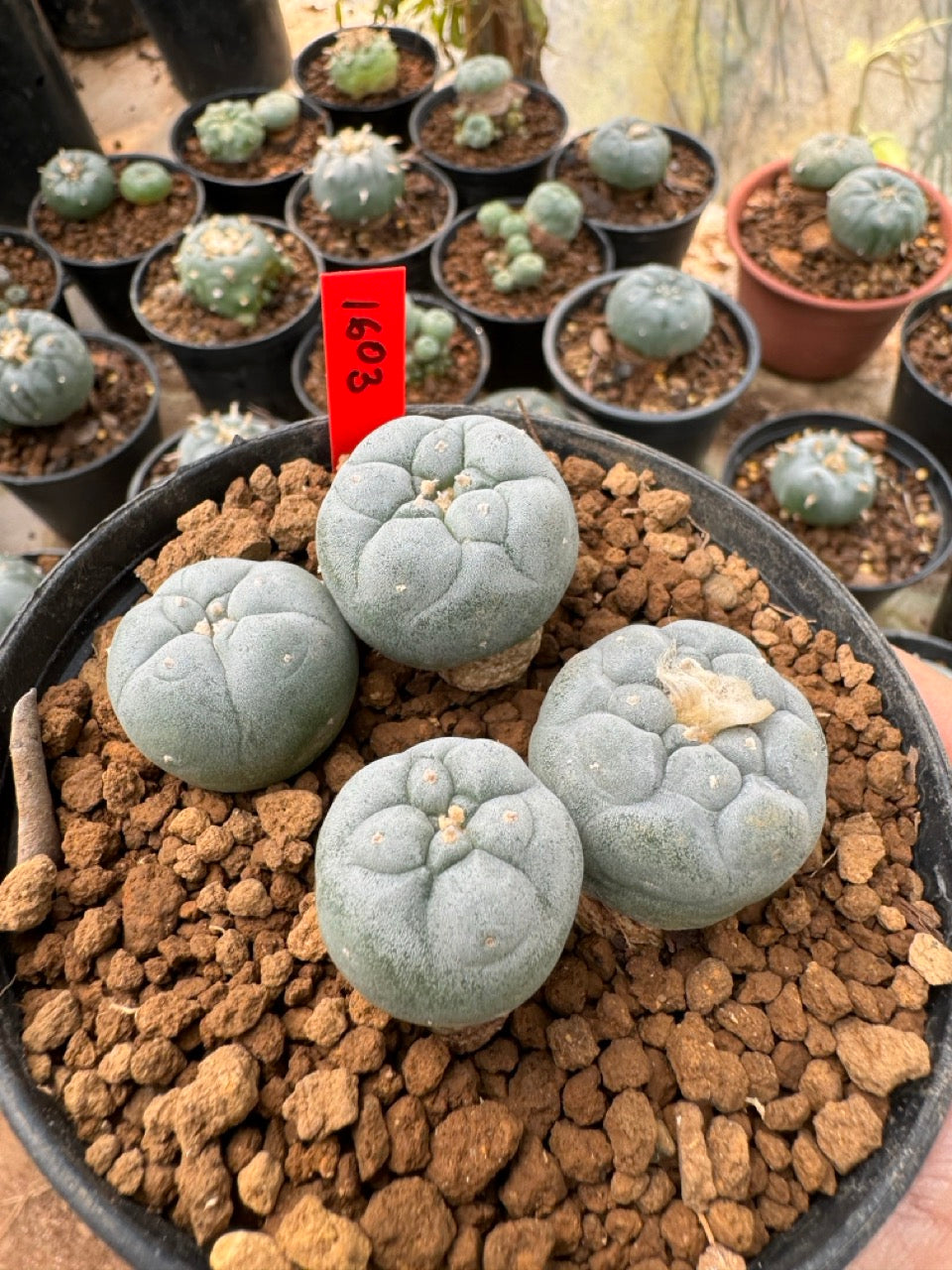 Lophophora williamsii – Peyote Cactus (6–7 cm, Own Root)