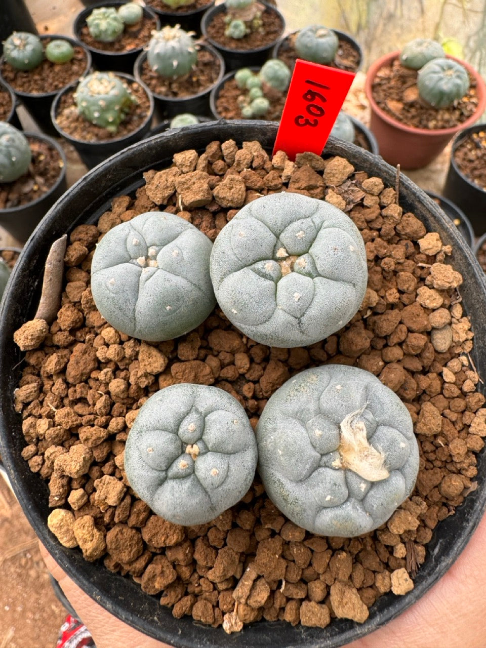Lophophora williamsii – Peyote Cactus (6–7 cm, Own Root)