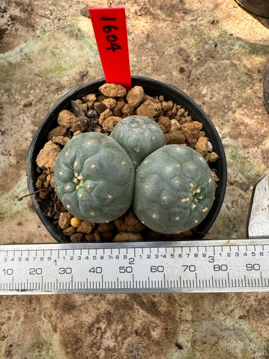 Lophophora williamsii – Peyote Cactus (6–7 cm, Own Root)