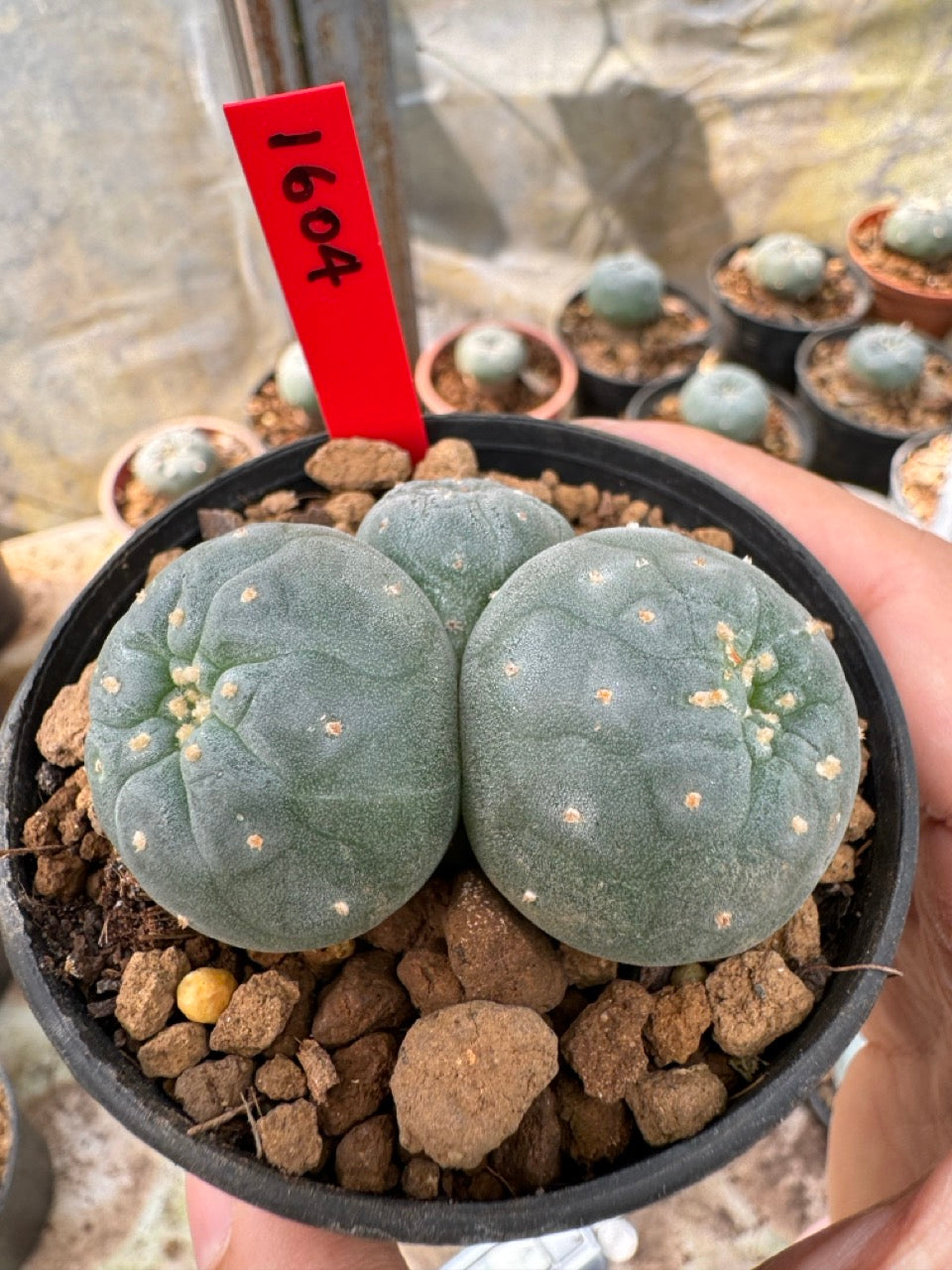 Lophophora williamsii – Peyote Cactus (6–7 cm, Own Root)
