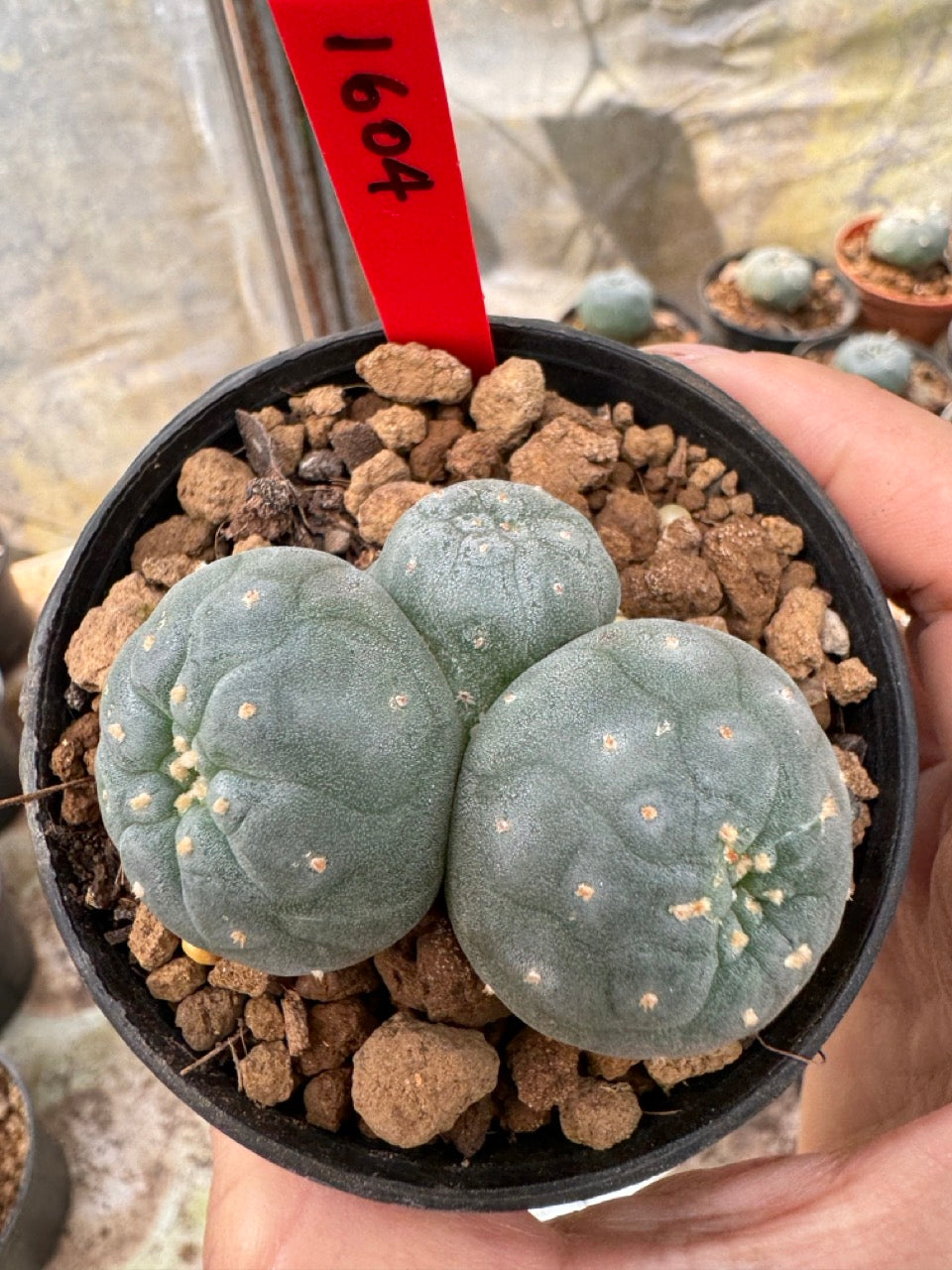 Lophophora williamsii – Peyote Cactus (6–7 cm, Own Root)