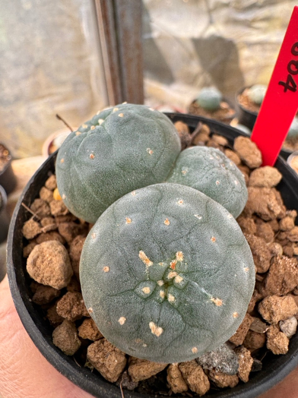 Lophophora williamsii – Peyote Cactus (6–7 cm, Own Root)