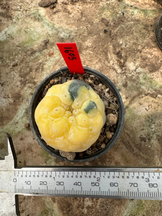 Lophophora williamsii variegata – Peyote Cactus (6–7 cm, Own Root)