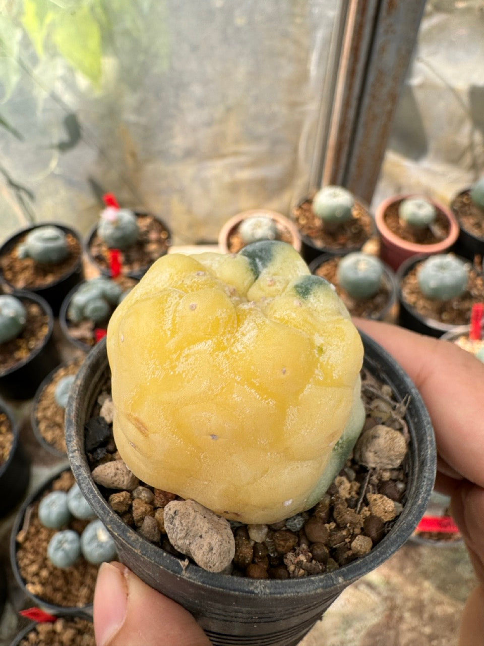 Lophophora williamsii – Peyote Cactus (6–7 cm, Own Root)