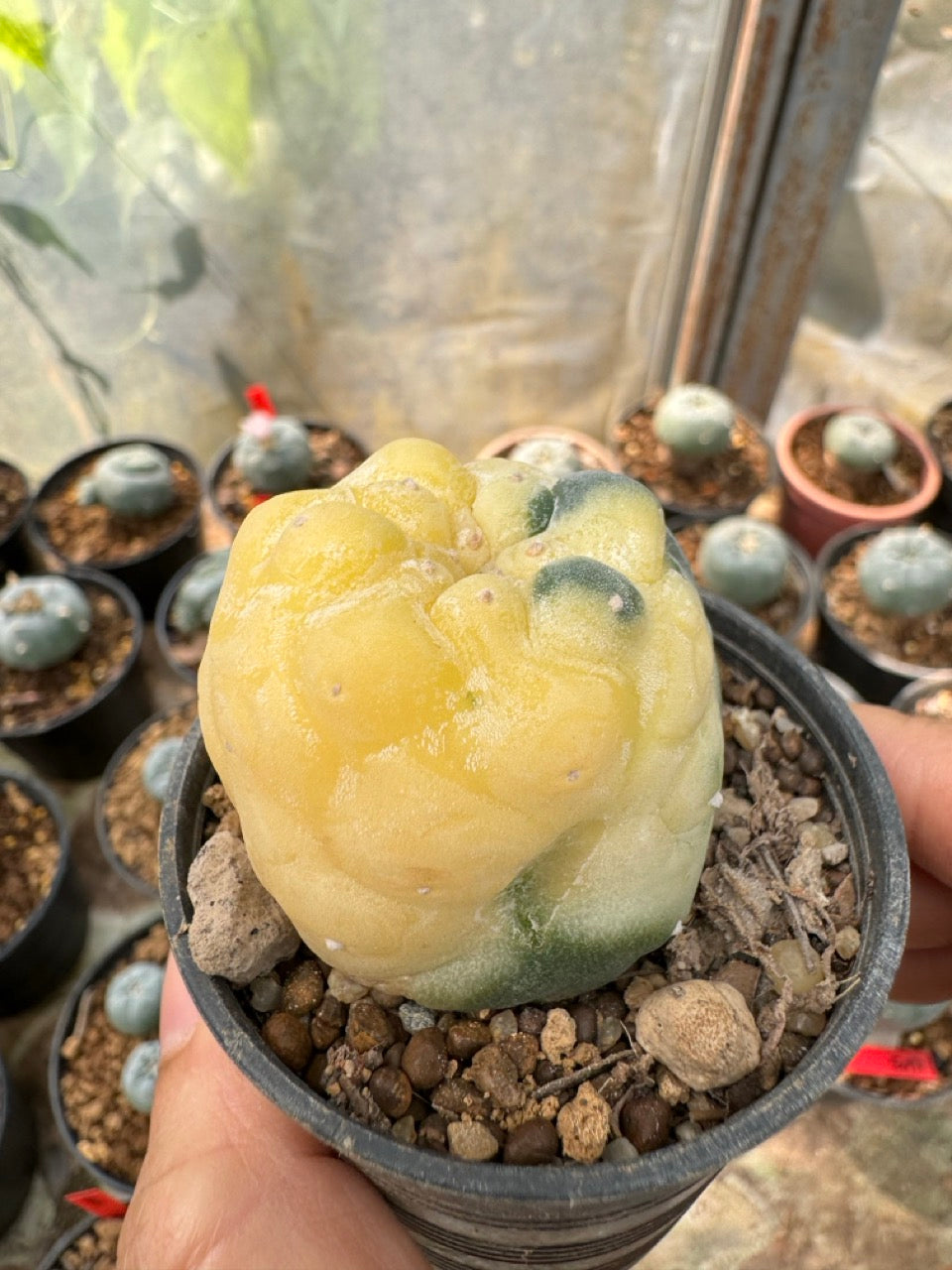 Lophophora williamsii – Peyote Cactus (6–7 cm, Own Root)