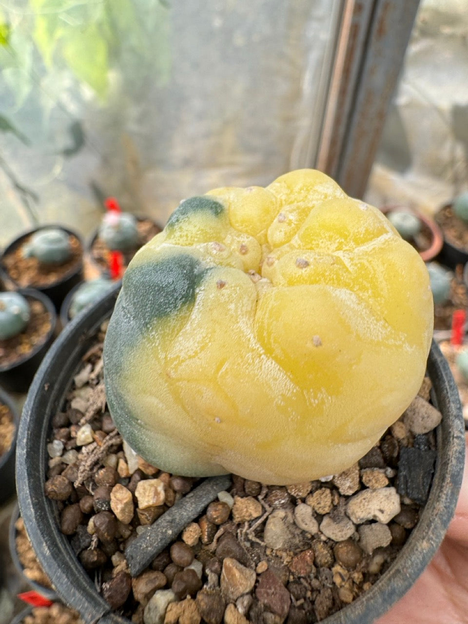 Lophophora williamsii – Peyote Cactus (6–7 cm, Own Root)