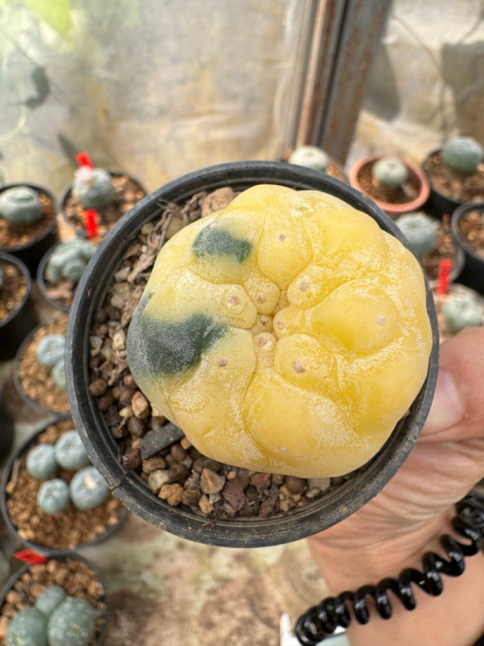 Lophophora williamsii – Peyote Cactus (6–7 cm, Own Root)