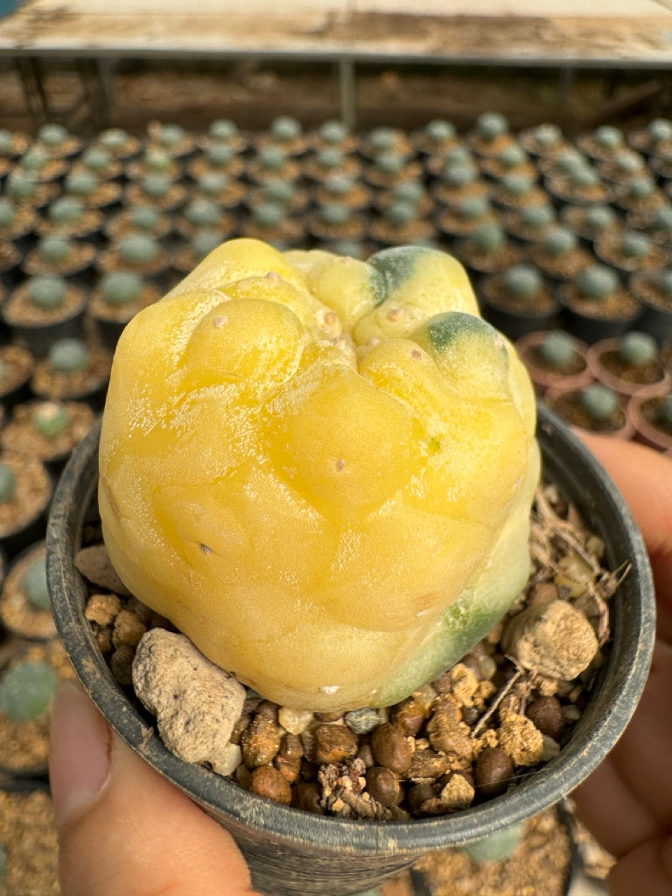 Lophophora williamsii – Peyote Cactus (6–7 cm, Own Root)