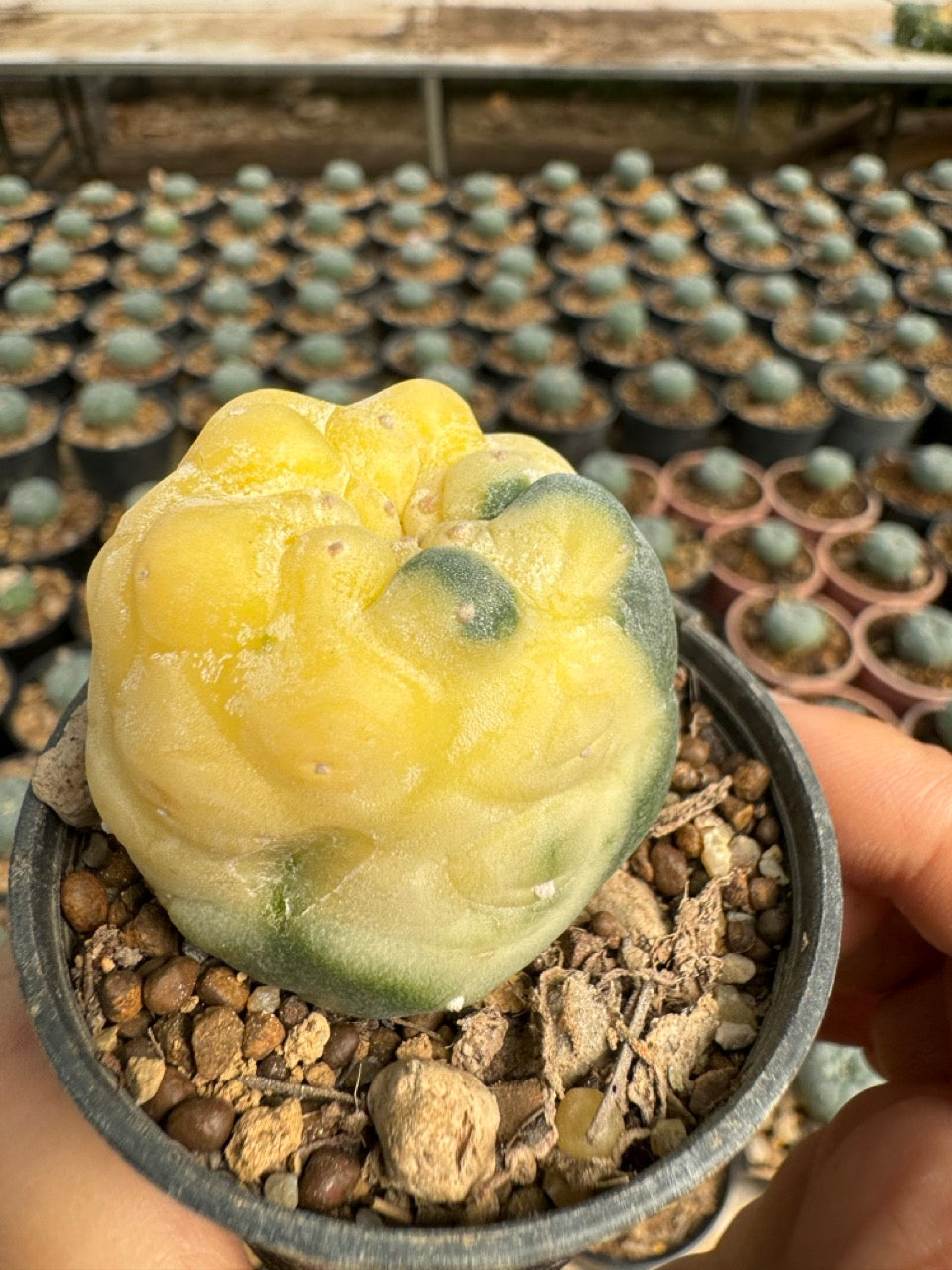 Lophophora williamsii – Peyote Cactus (6–7 cm, Own Root)