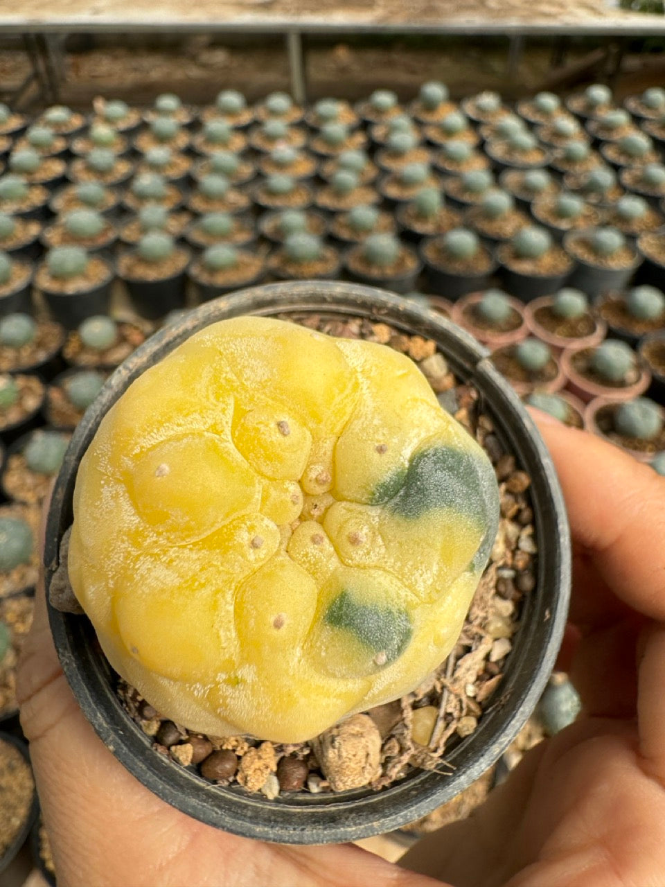 Lophophora williamsii – Peyote Cactus (6–7 cm, Own Root)