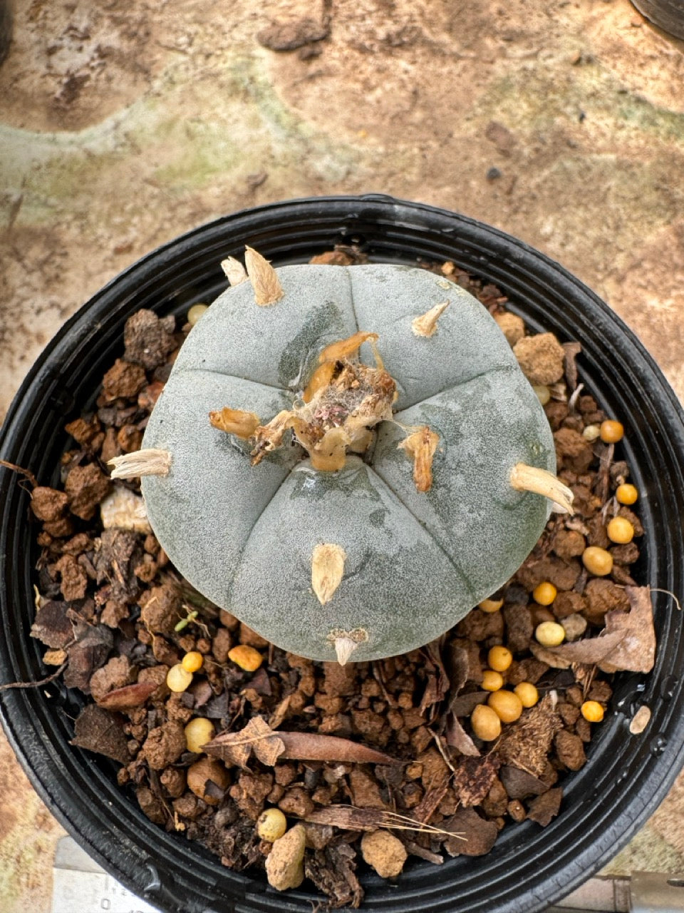 Lophophora williamsii – Peyote Cactus (6–7 cm, Own Root)