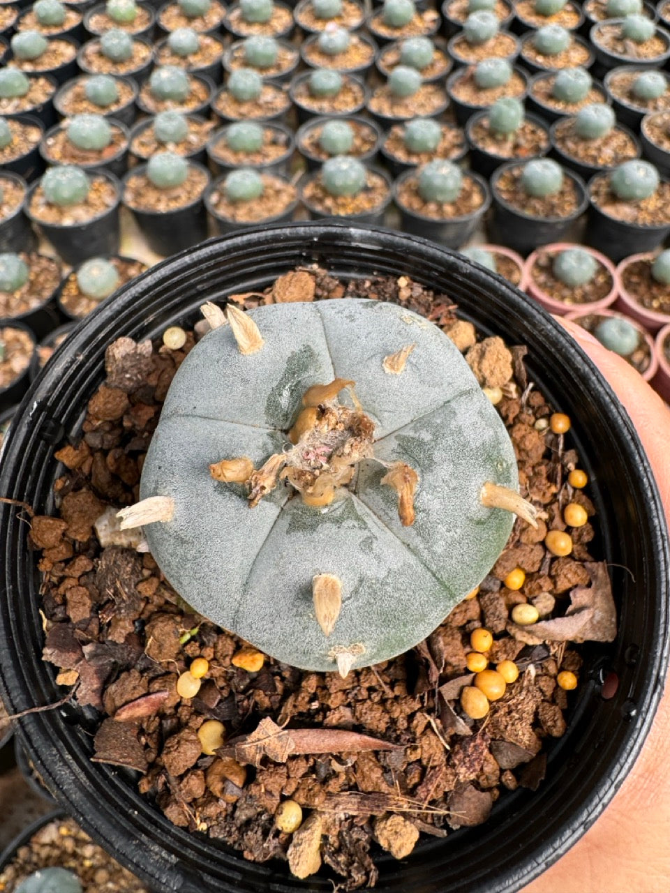 Lophophora williamsii – Peyote Cactus (6–7 cm, Own Root)