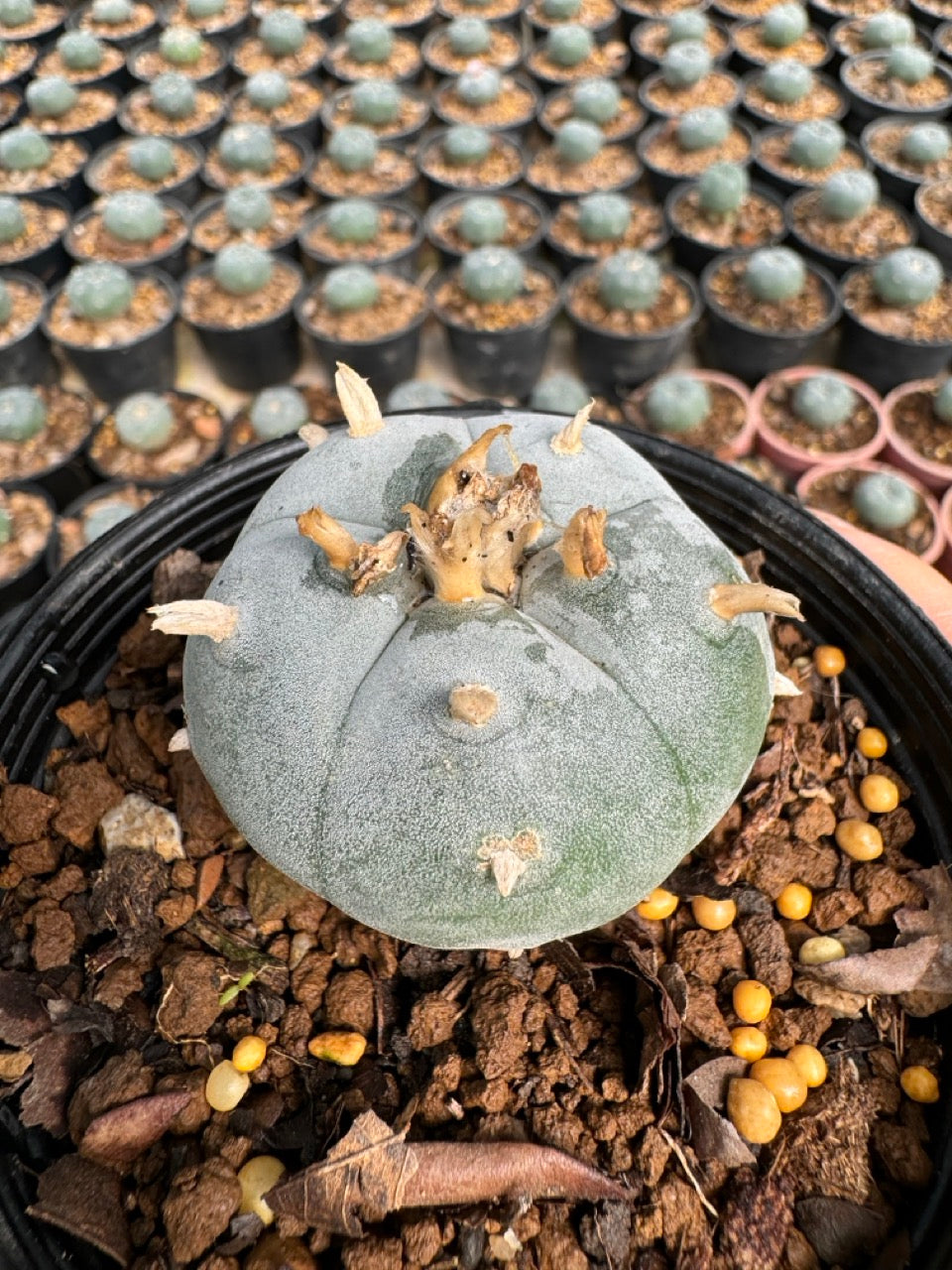 Lophophora williamsii – Peyote Cactus (6–7 cm, Own Root)
