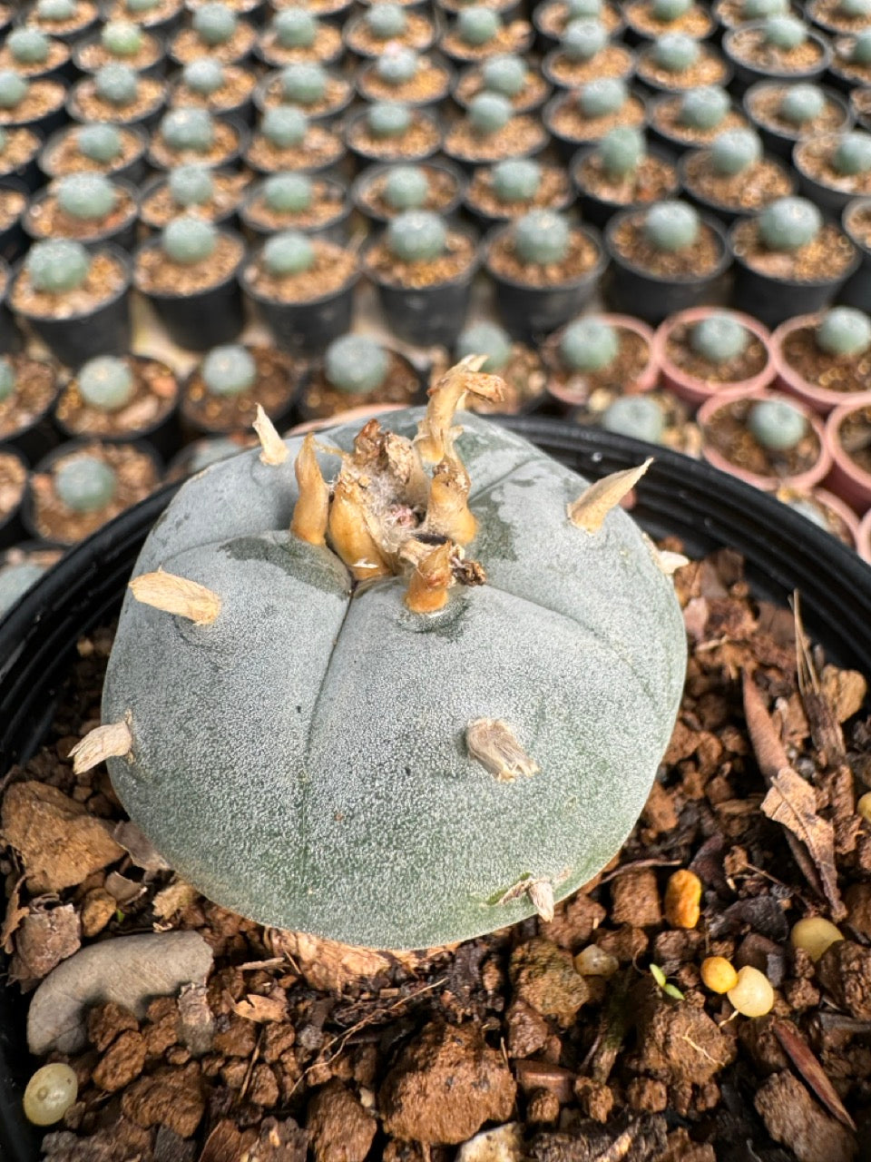 Lophophora williamsii – Peyote Cactus (6–7 cm, Own Root)